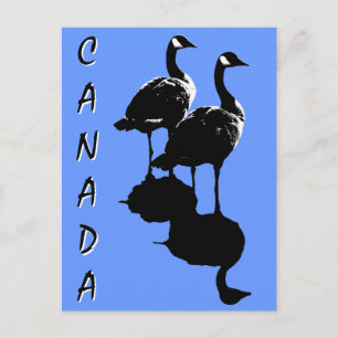 Cartes postales Canada Souvenir Cartes Canada Oies