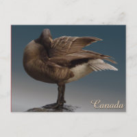 Cartes postales Canada Souvenir Cartes Canada Oies