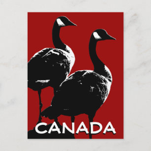 Cartes postales Canada Souvenir Cartes Canada Oies