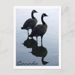 Cartes postales Canada Souvenir Cartes Canada Oies