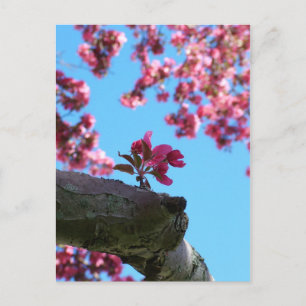 Cartes postales Cherry Blossom Sprig
