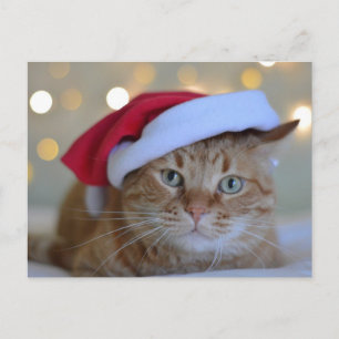 CARTES POSTALES CHRISTMAS CUTE GINGER CAT