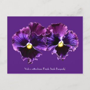 Cartes postales Collectives Fancy Purple Pansies