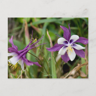 Cartes postales Columbine Flowers