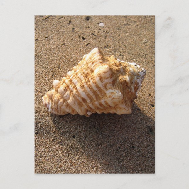 Cartes postales Conch Seashell Sand Beach (Devant)
