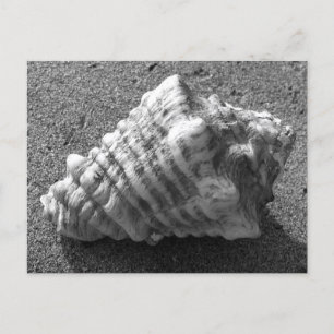 Cartes postales Conch Seashell Sand Beach