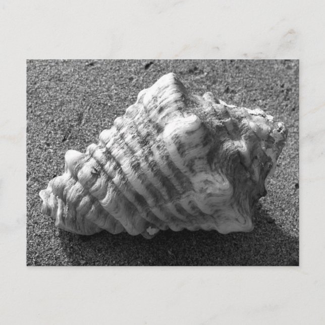Cartes postales Conch Seashell Sand Beach (Devant)