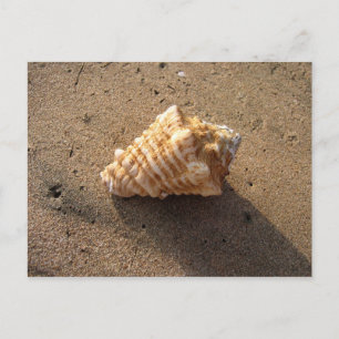 Cartes postales Conch Seashell Sand Beach