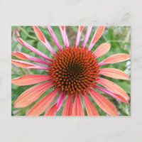 Cartes postales Coneflower/Rudbeckia Flower