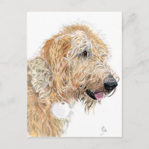 Cartes postales Cream Labradoodle