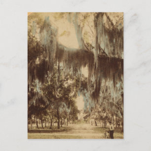 Cartes postales Daytona