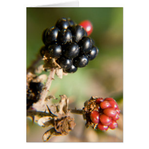 Cartes postales de baies d'automne