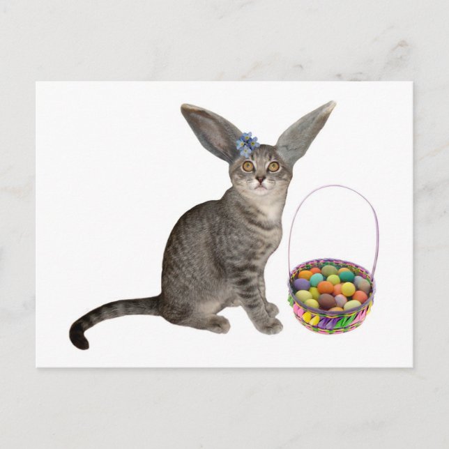 Cartes postales de chaton de Pâques (Devant)