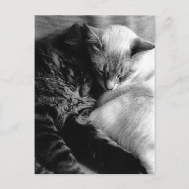 Cartes postales de chats de sommeil (Devant)