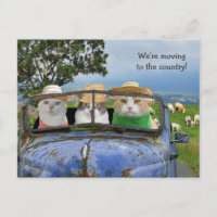 Cartes postales de chats drôles qui déménagent