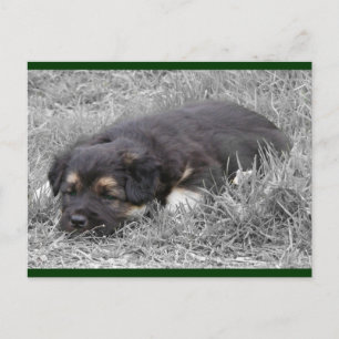 Cartes postales de chien fatigué