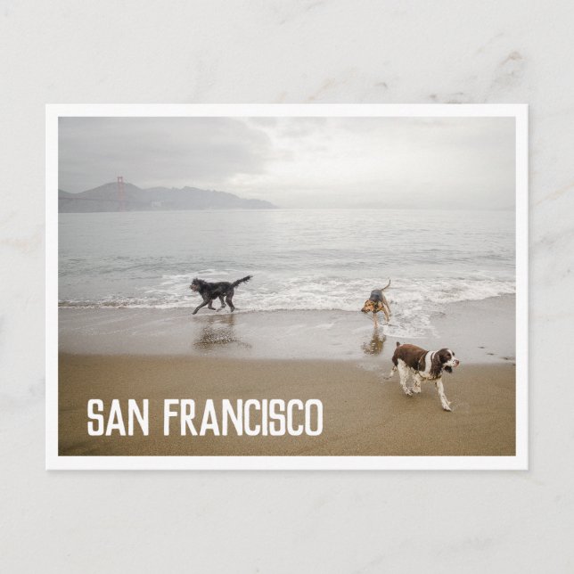 Cartes postales de chiens de San Francisco à la pl (Devant)
