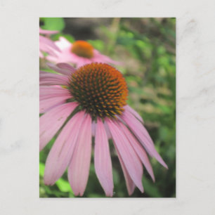 Cartes postales de consoeurs roses