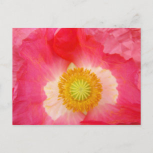 Cartes postales de fleurs de pavot Pavots roses Ar