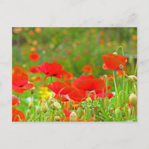 Cartes postales de fleurs de pavot rouge Prairie v