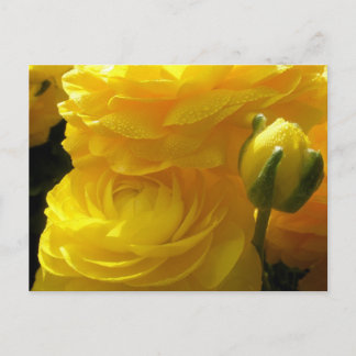 Cartes postales de fleurs de renoncule jaune vif