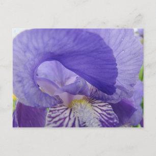 Cartes postales de fleurs d'Iris violettes Irises
