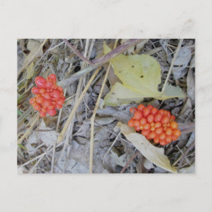 Cartes postales de graines de Jack-In-The-Pulpit