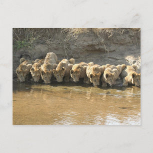 Cartes postales de Grands Félins