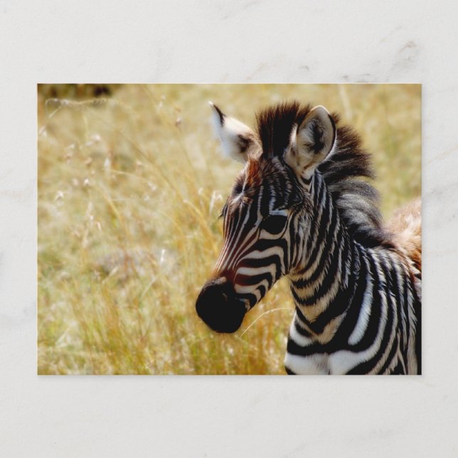 Cartes postales de la faune de Zebra Foy (Devant)