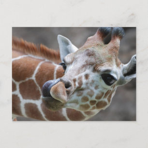 Cartes postales de la langue de la girafe