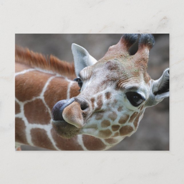 Cartes postales de la langue de la girafe (Devant)