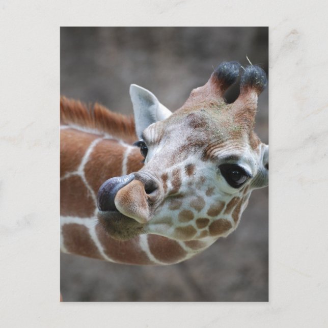 Cartes postales de la langue de la girafe (Devant)