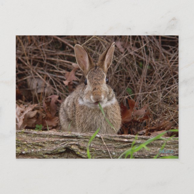 Cartes postales de lapin sauvage (Devant)