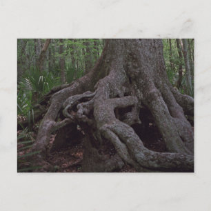 Cartes postales de l'artefact de la forêt indienne