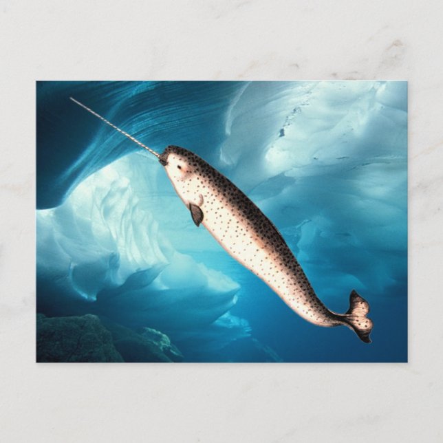 Cartes postales de Narwhal (Devant)