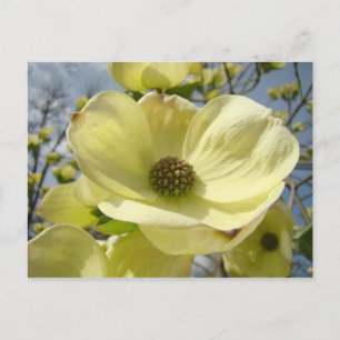 Cartes postales de nature Fleurs de cornouiller bl