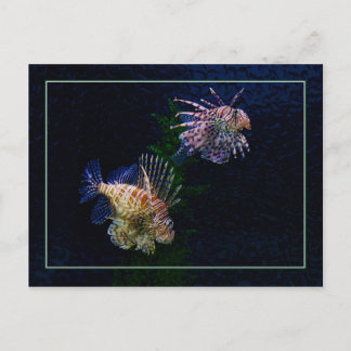 Cartes postales de paires de Lionfish