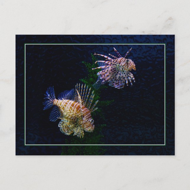 Cartes postales de paires de Lionfish (Devant)