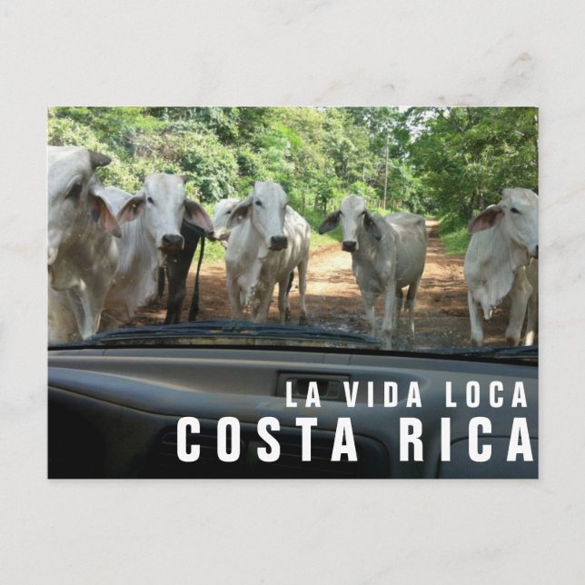 Cartes postales de Paradise Vacances Photo Carte p (Devant)