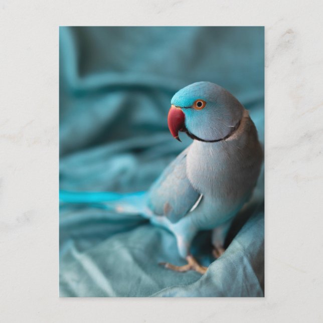 cartes postales de perroquet (Devant)