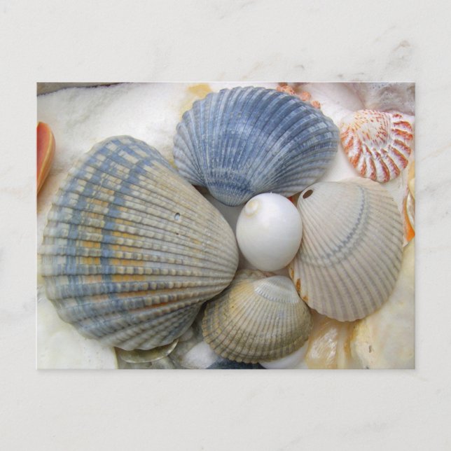 Cartes postales de photo Blue Seashell (Devant)