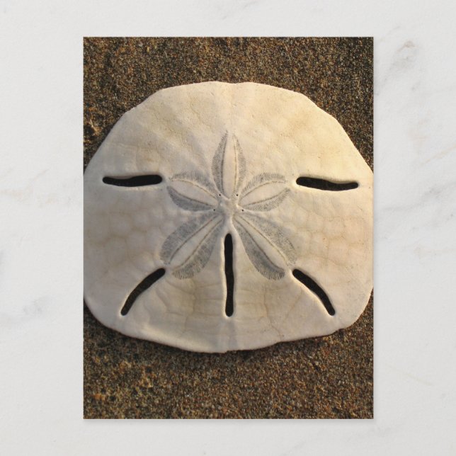Cartes postales de plage de sable Dollar Seashell  (Devant)