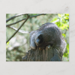 Cartes postales de Raccoon dormant