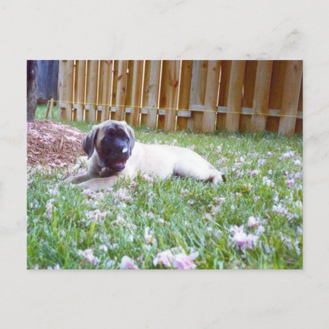 Cartes postales de race de chien Mastiff anglais (Devant)