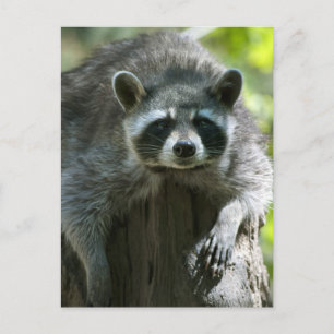 Cartes postales de ratons laveurs