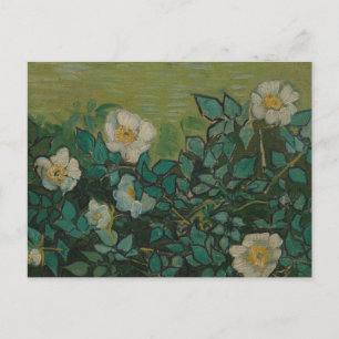 Cartes postales de Roses sauvages de Vincent Van G