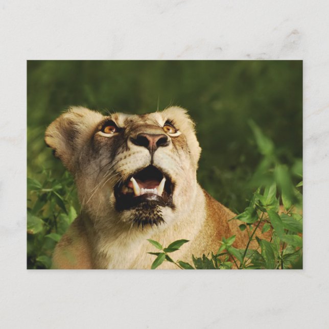Cartes postales de salutation Lion safari  (Devant)