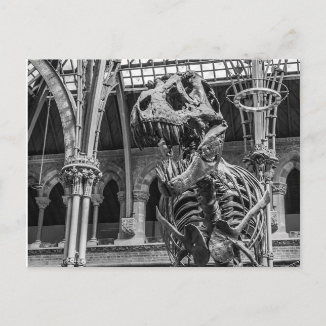Cartes postales "de squelette de T-Rex" (Devant)