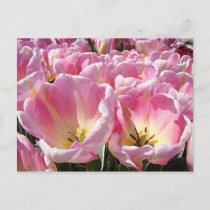 Cartes postales de tulipes Fleurs de tulipes roses