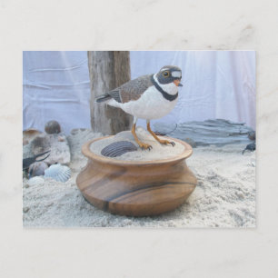 Cartes postales de vidange de tuyauterie